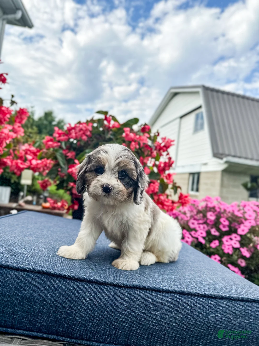 Cavapoo dogs for sale: Poppy - Ad 1