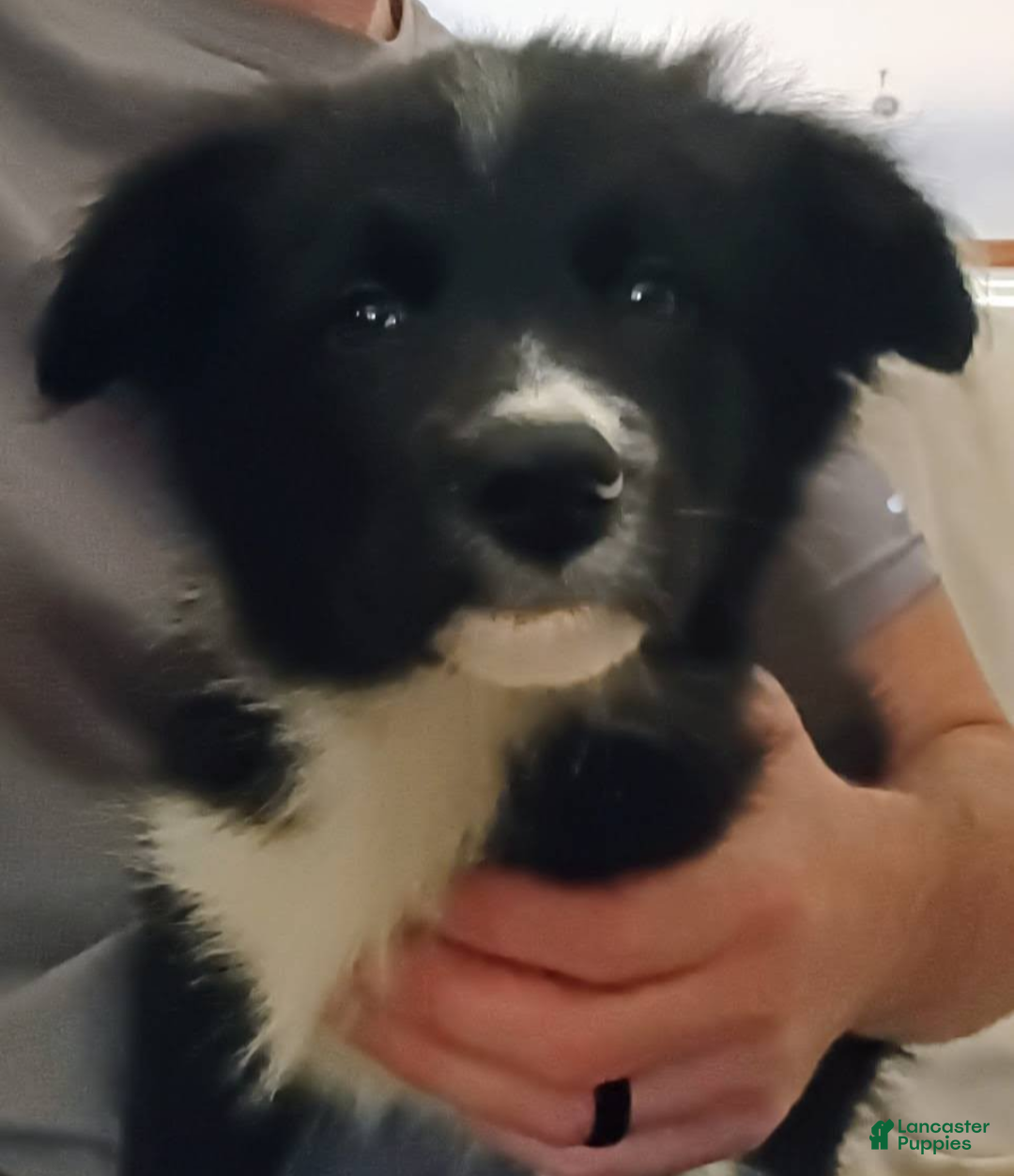 Border Collie dogs Border Collie 4 - Ad 16