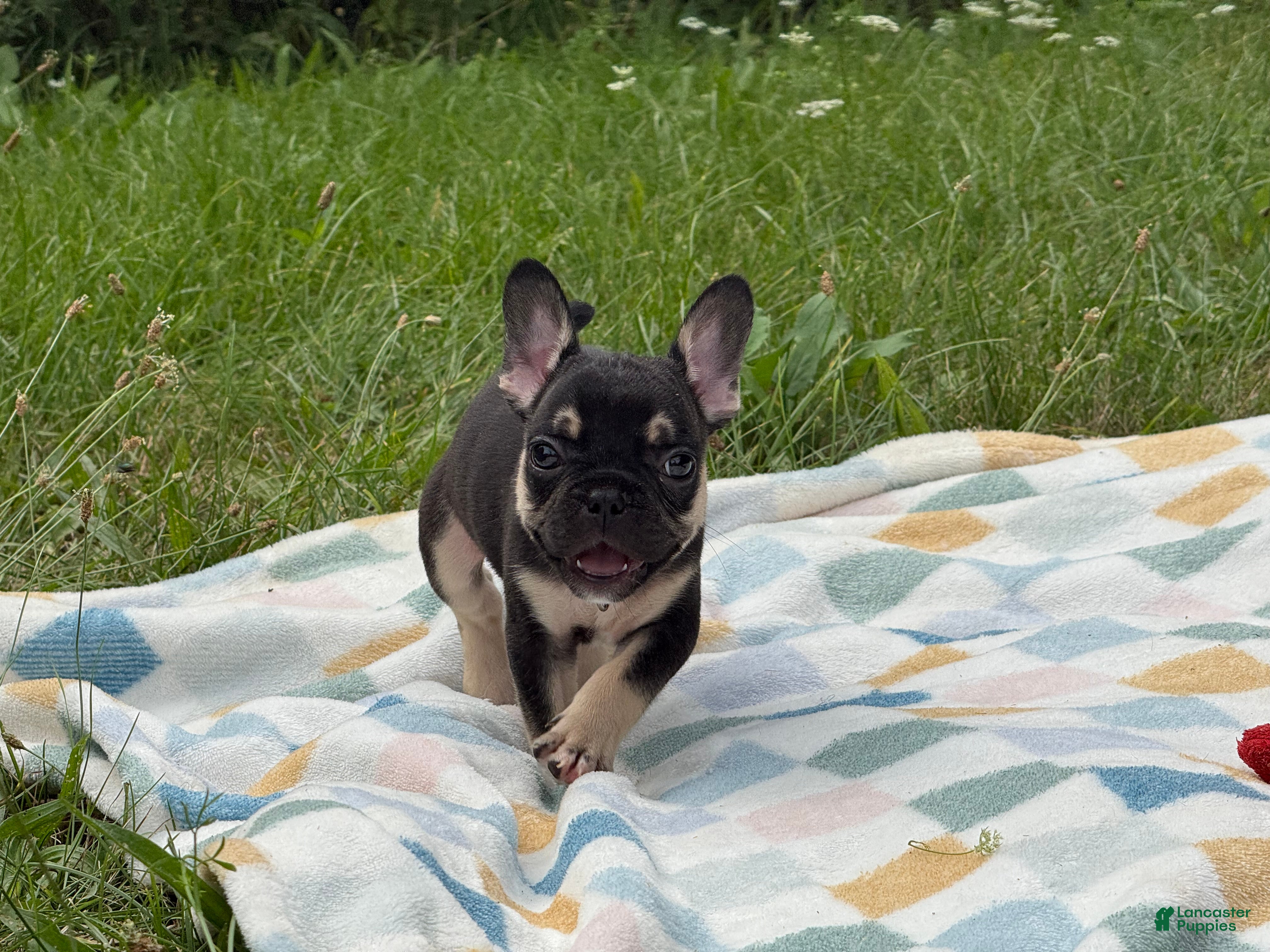 French Bulldog dogs Prada - Ad 21