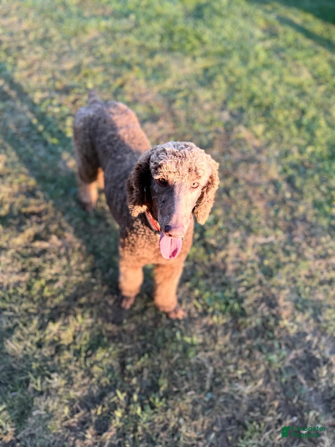 Goldendoodle dogs for sale: Cedar - Ad 14