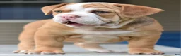 Mixed Breed dogs for sale: Hercules Bulldog hybrid  - Ad 48