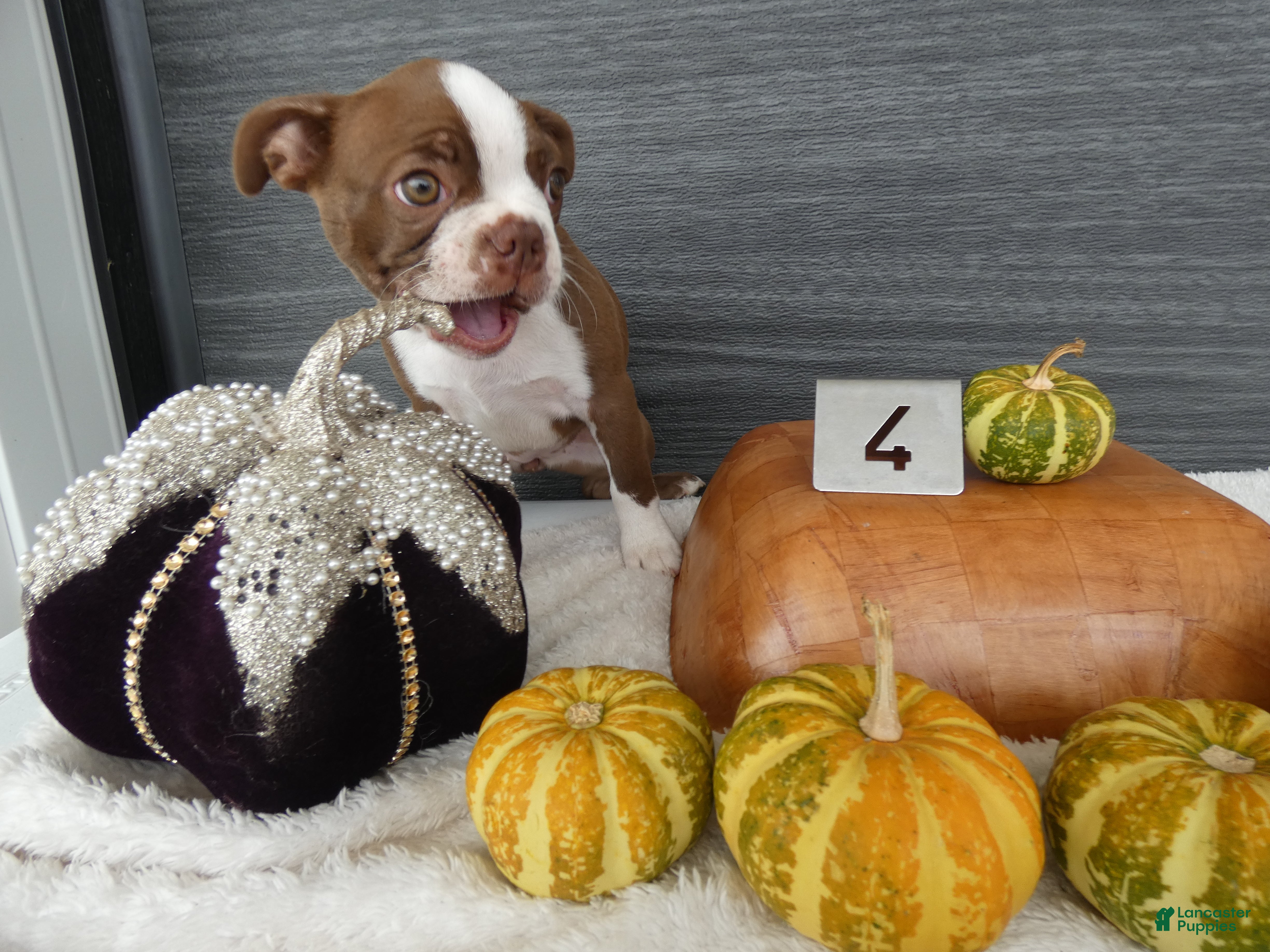 Boston Terrier dogs for sale: Boston Terrier 4 Gracy - Ad 31
