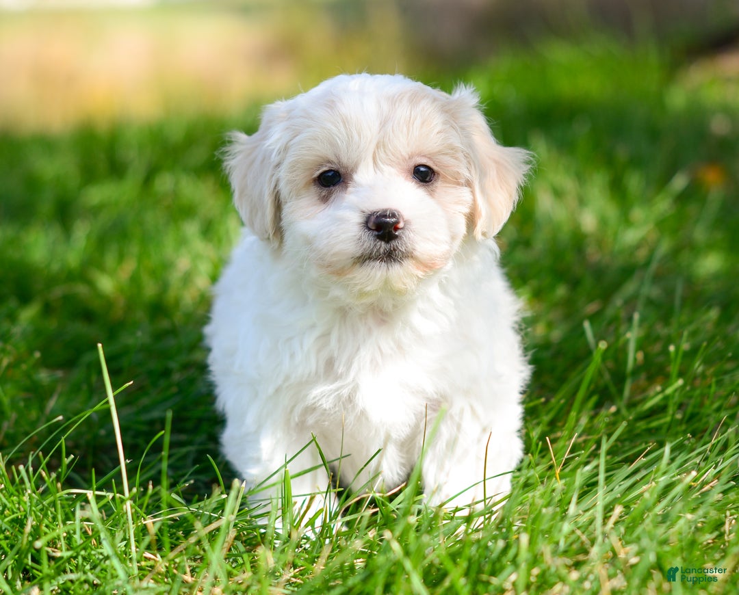 Teddy Bear dogs for sale: Fergus - Ad 5