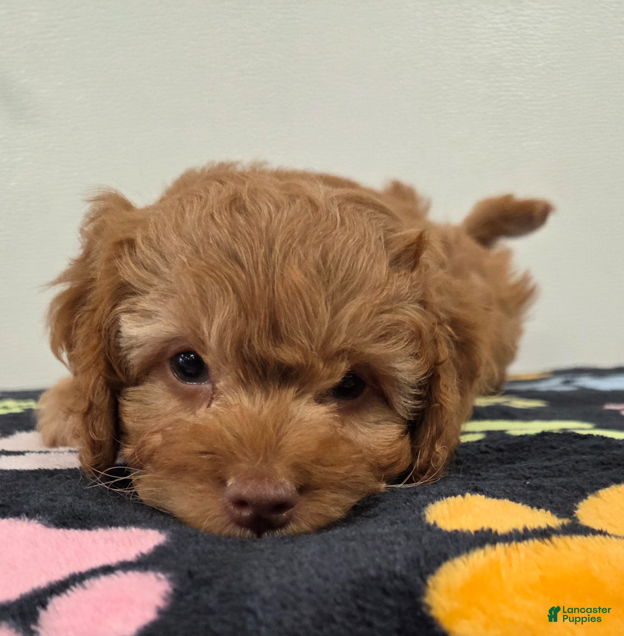 Cavapoo dogs Bailey - Ad 1