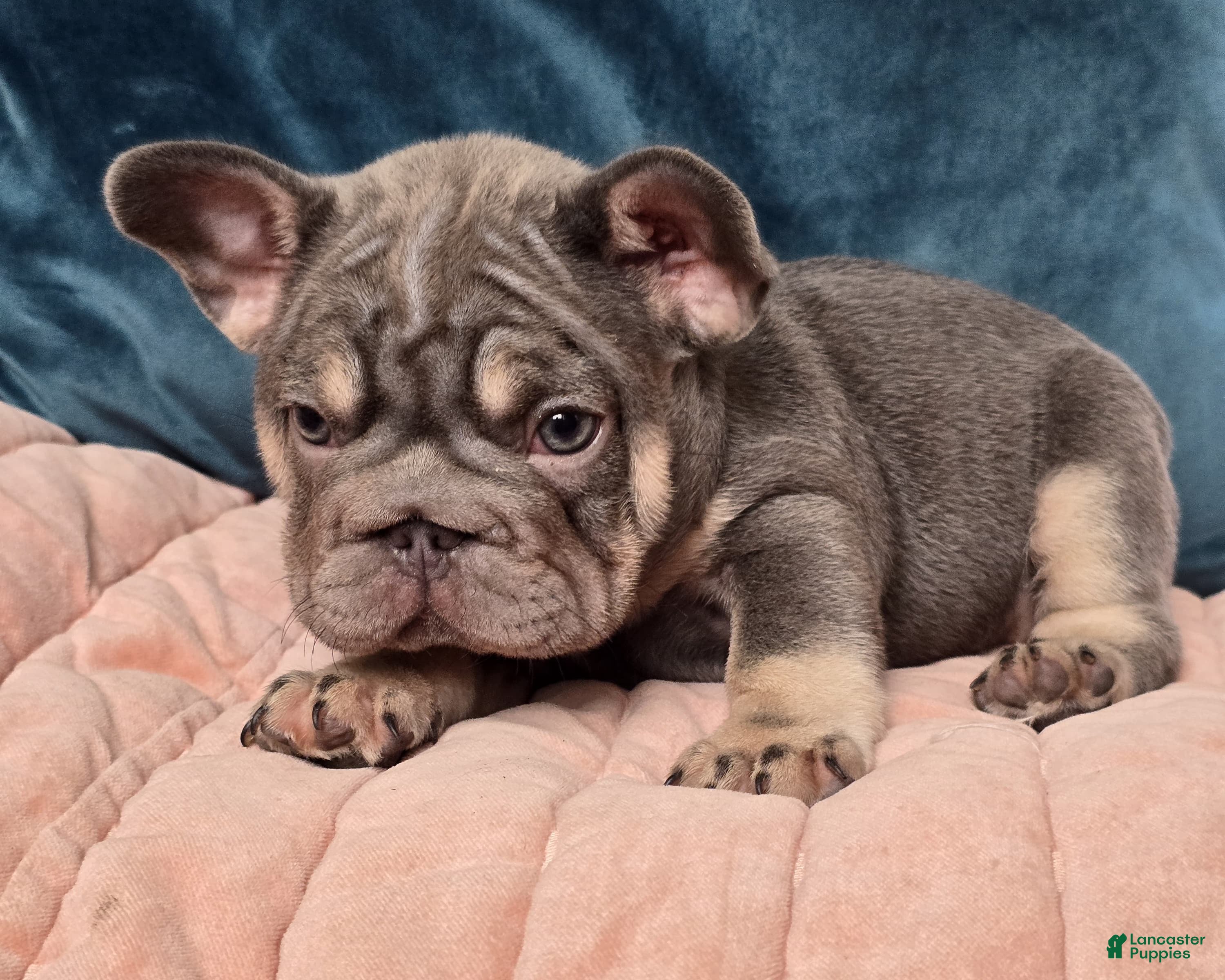 Teacup Pet Craigslist Near Me Buy Chiweenie Puppies Craigslist Hotsell