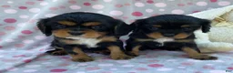 Cavalier King Charles Spaniel dogs for sale: Oakley-small - Ad 7