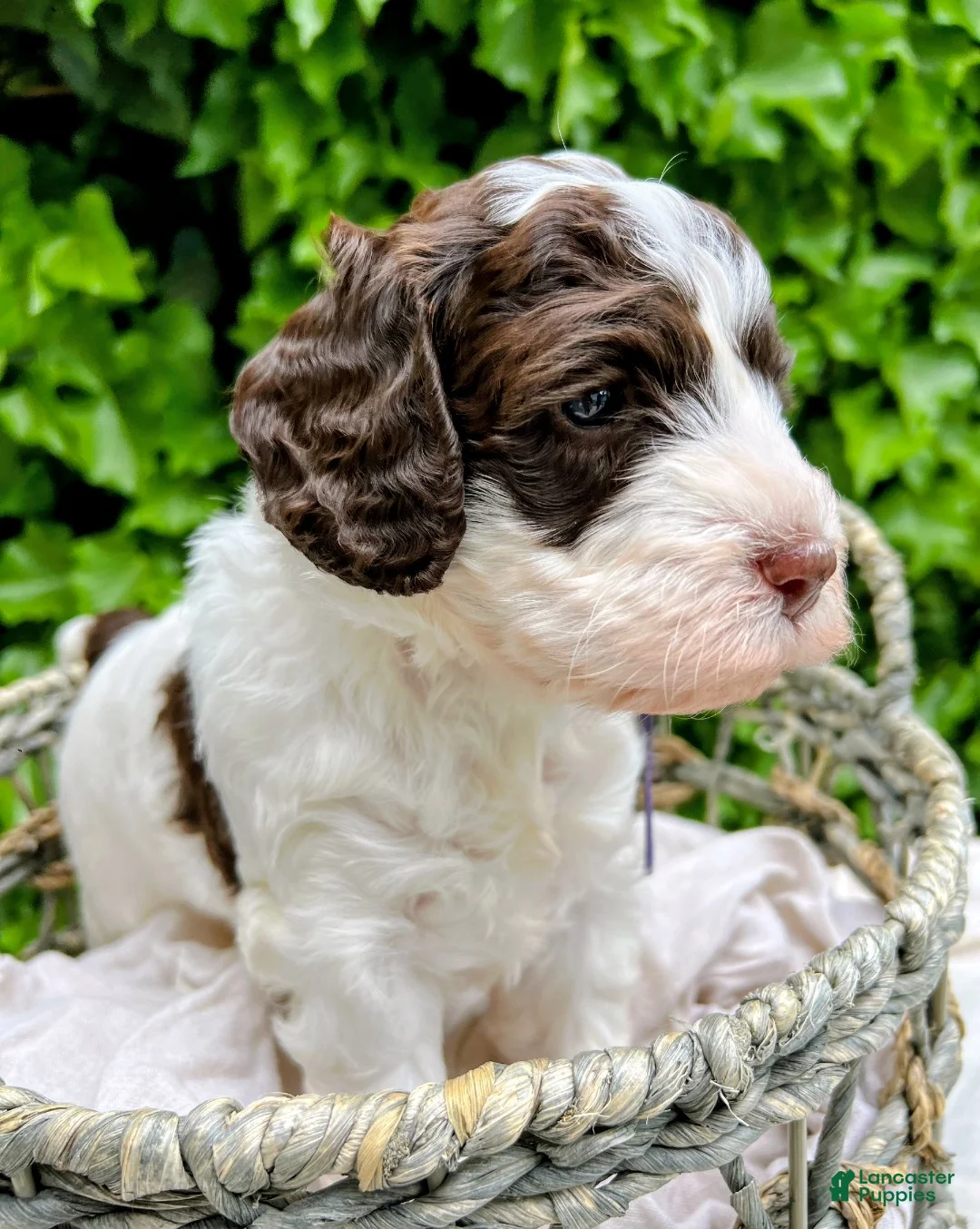 Australian Labradoodle dogs for sale: Australian Labradoodle Puppy 4 - Ad 1