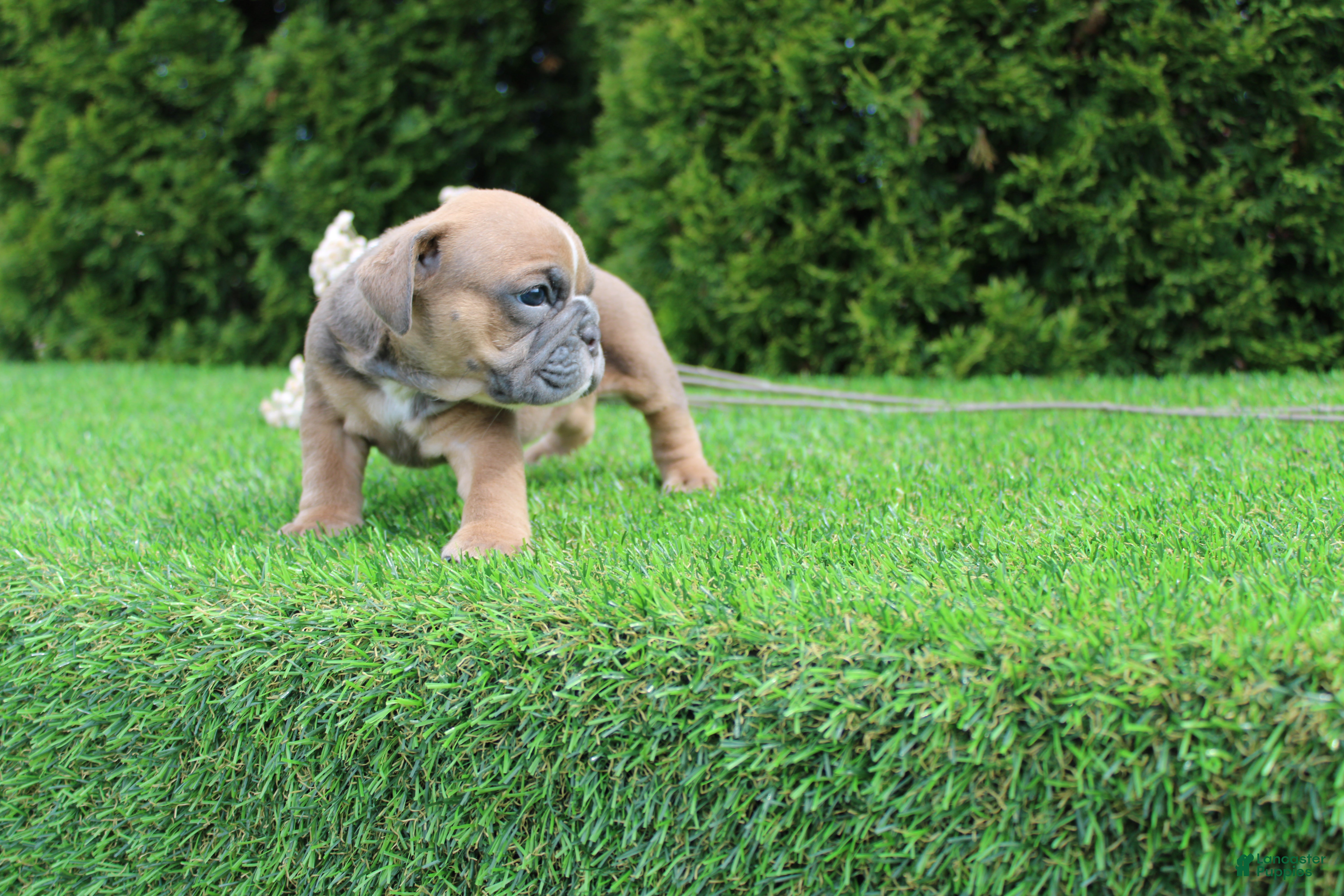English Bulldog dogs Debbi - Ad 2
