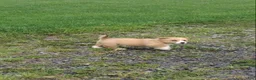 Welsh Corgi Pembroke dogs for sale: Maddie  - Ad 3
