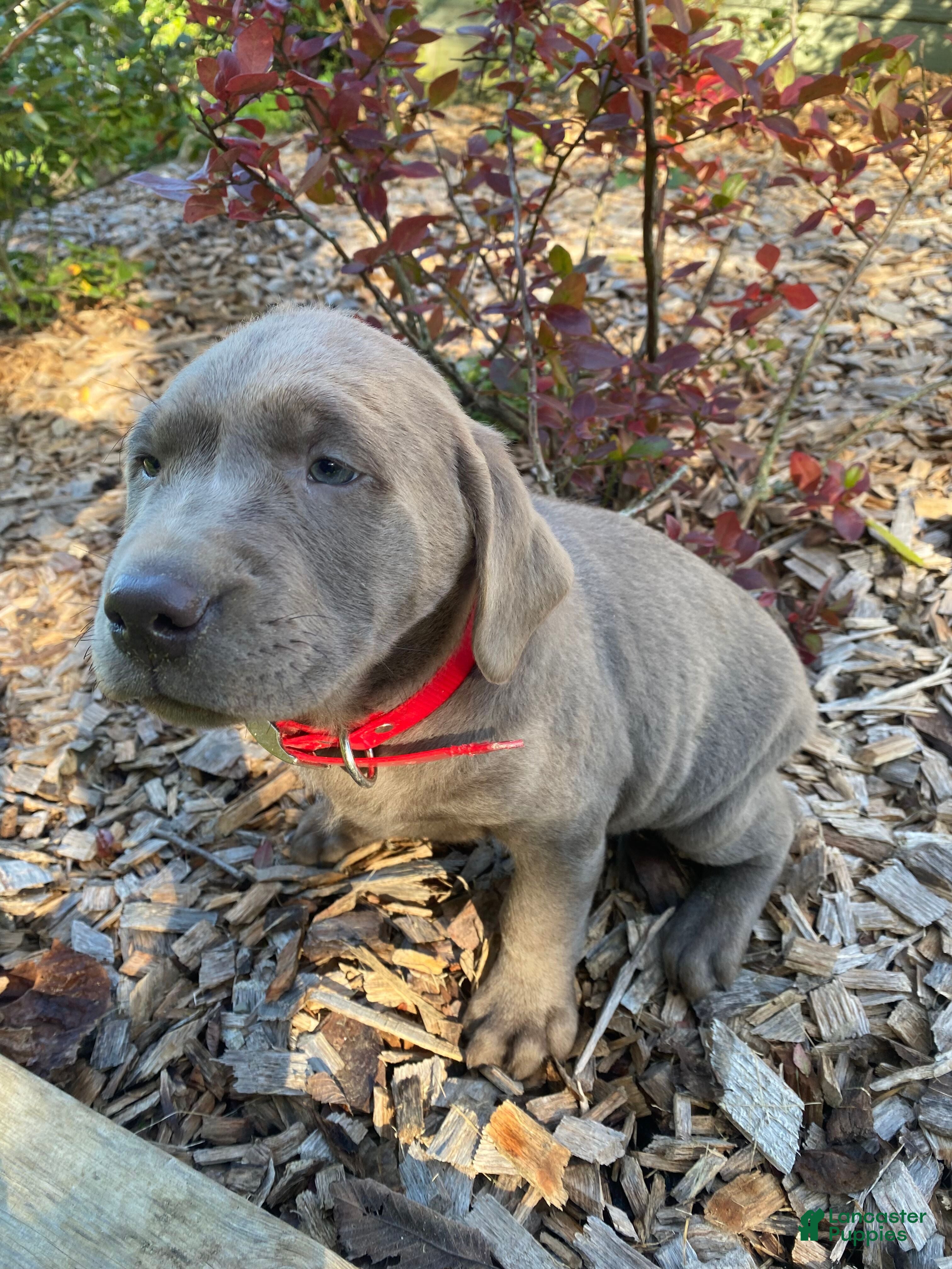 Labrador Retriever dogs Bruno - Ad 2