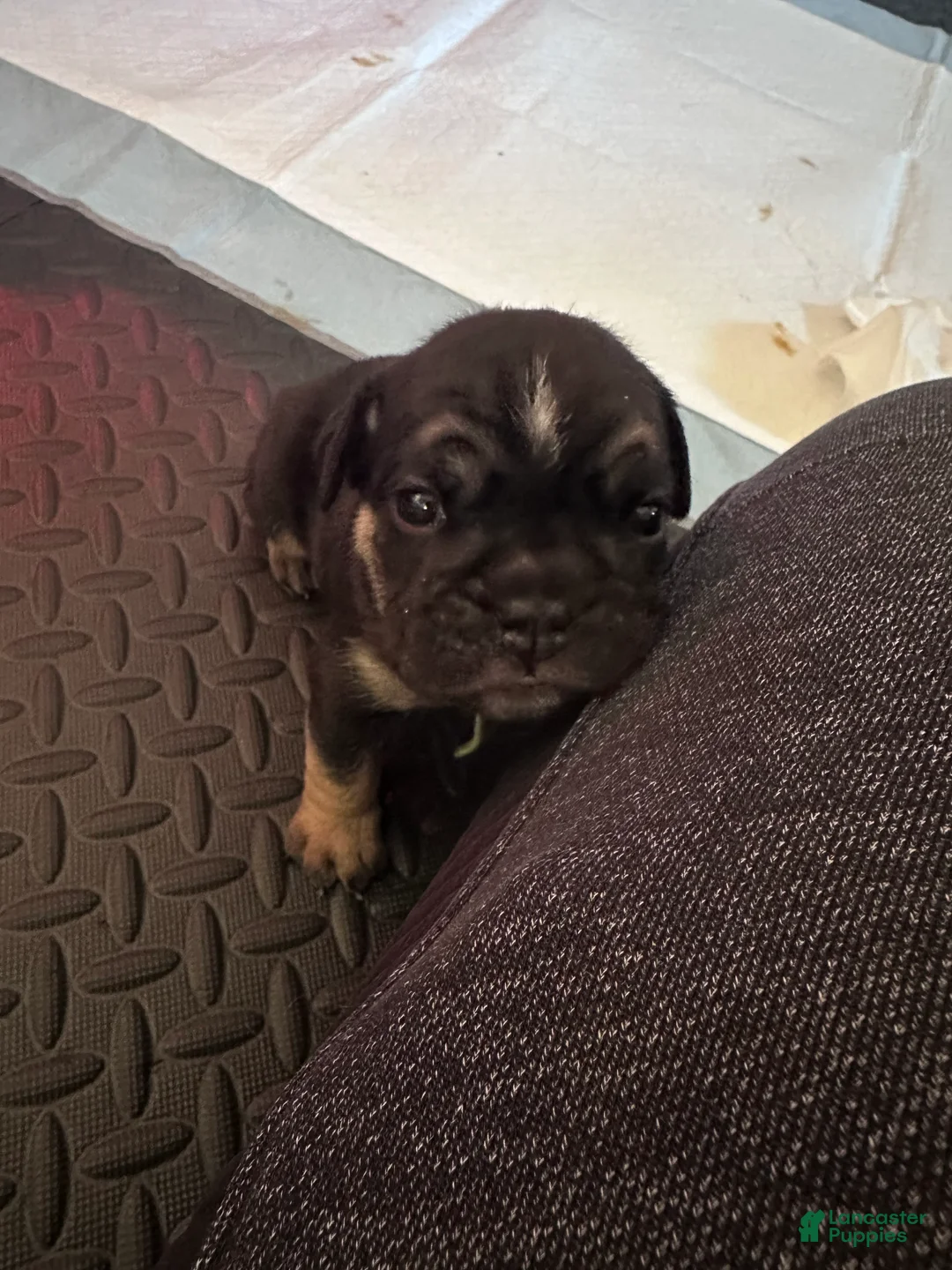 English Bulldog dogs for sale: Nyx - Ad 5