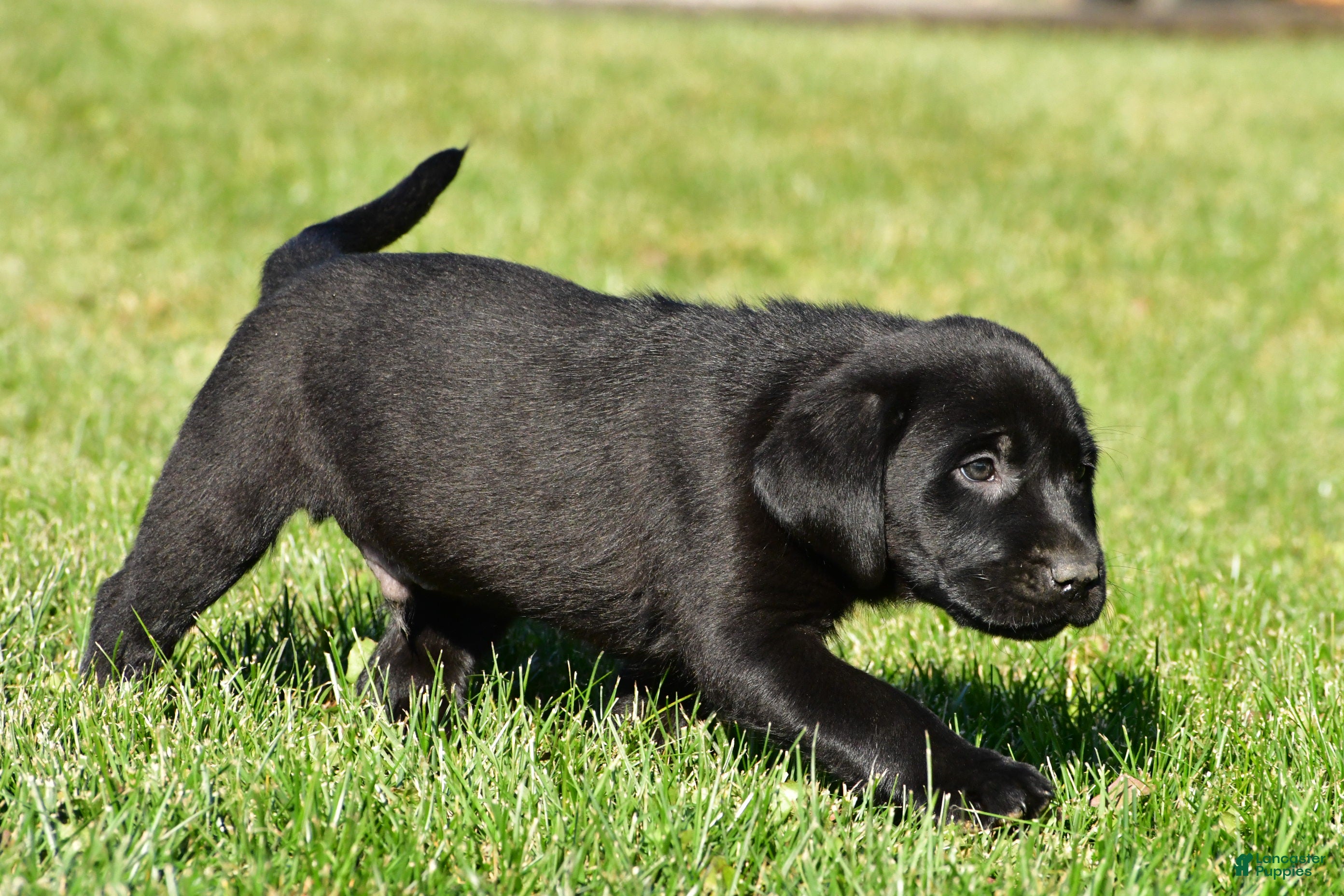 Labrador Retriever dogs for sale: Cade - Ad 2