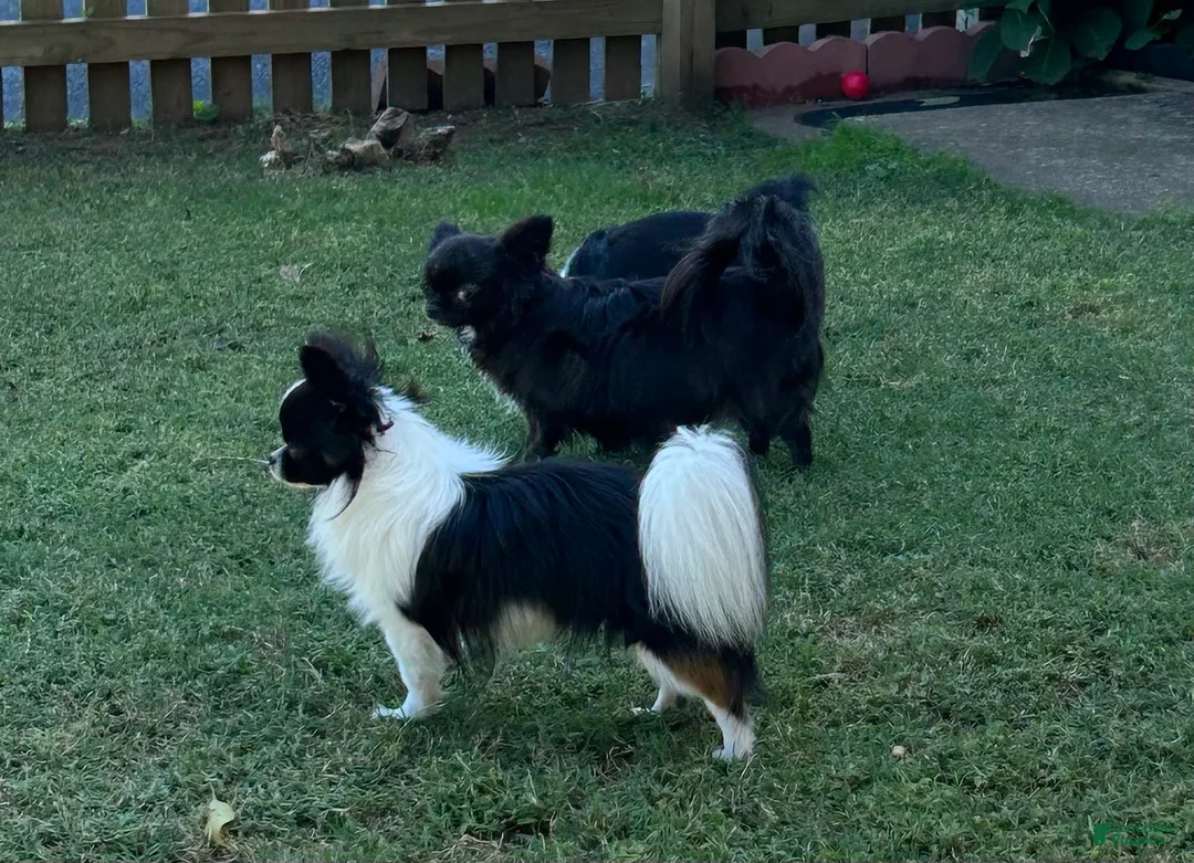 Gallery Image {{count}}