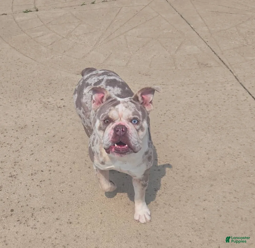 English Bulldog dogs for sale: English Bulldog Puppy 1 - Ad 9