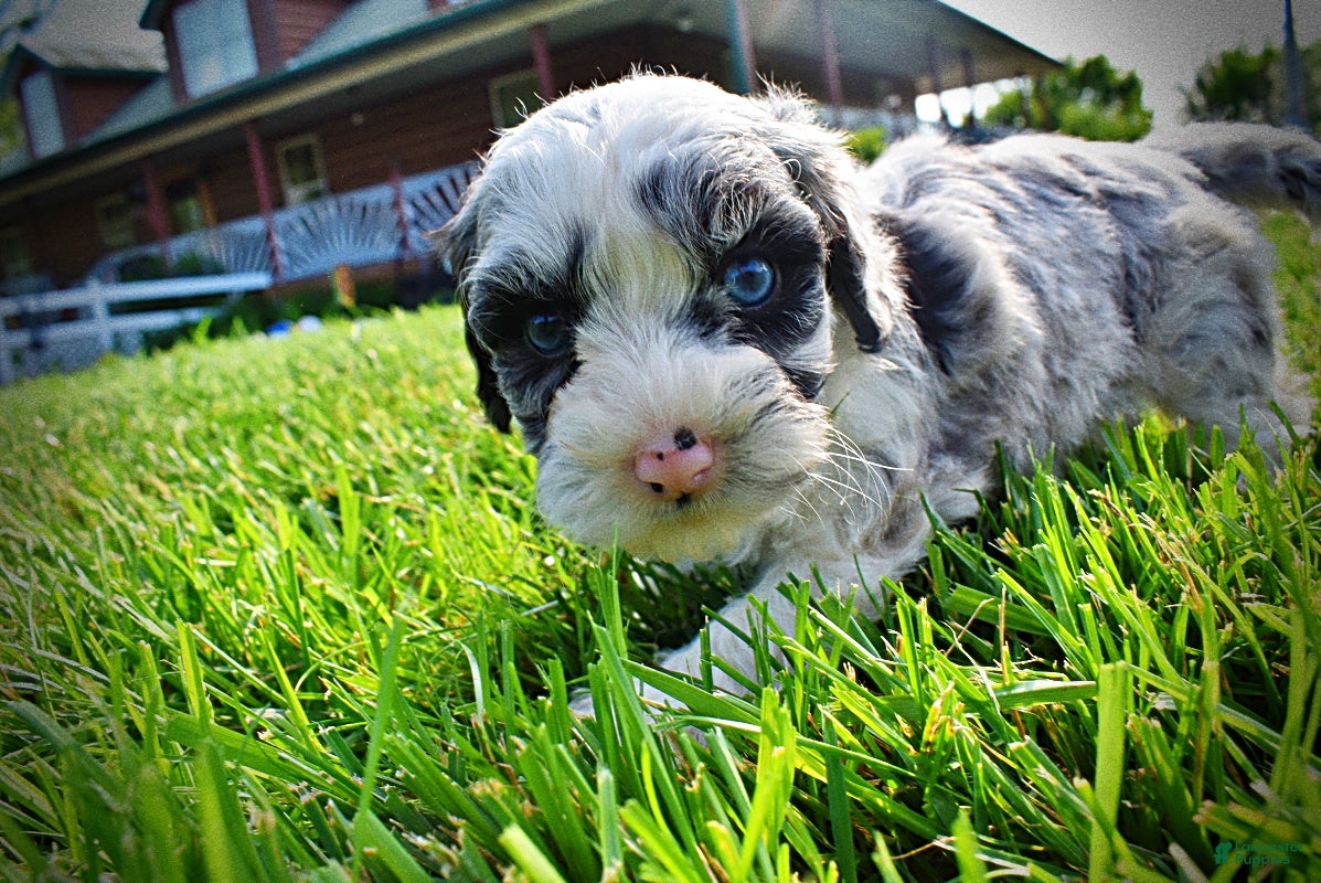 Havapoo dogs Skye-SUMMER SALE!! $100 off listed price-this week only! - Ad 1