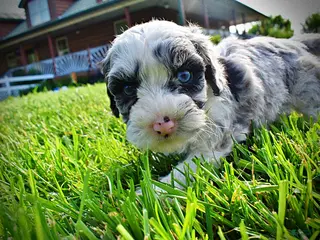 Havapoo dogs for sale: Skye-SUMMER SALE!! $100 off listed price-this week only! - Ad 3