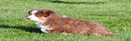 Miniature Australian Shepherd dogs for sale: Alex - Ad 5