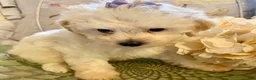 Pomapoo dogs for sale: Pomapoo 6 - Ad 4