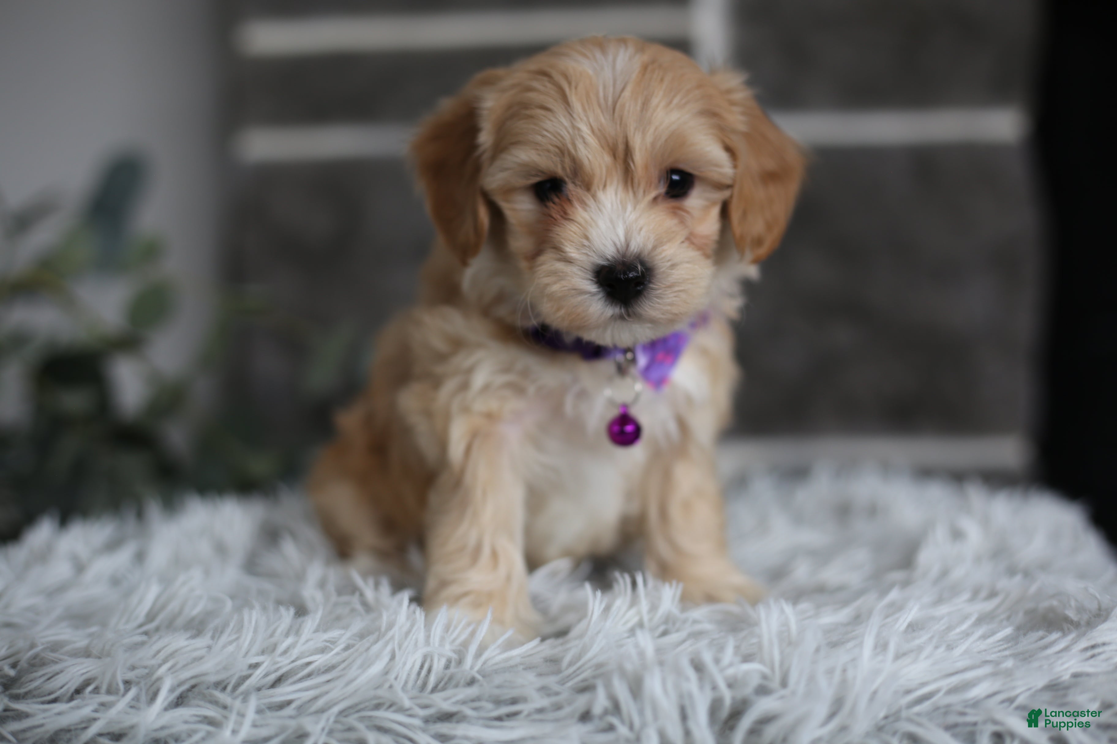 Maltipoo dogs Evie - Ad 2