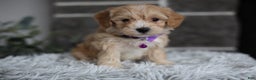 Maltipoo dogs for sale: Evie - Ad 4