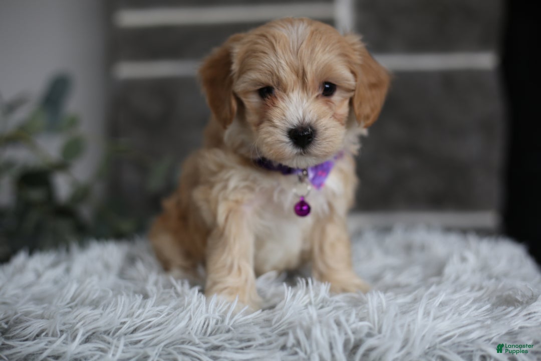 Maltipoo dogs for sale: Evie - Ad 4