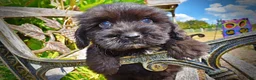 Havapoo dogs for sale: Kipper - Ad 5