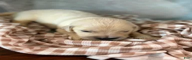 Golden Retriever 1