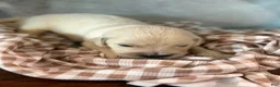 Golden Retriever dogs for sale: Golden Retriever 1 - Ad 1