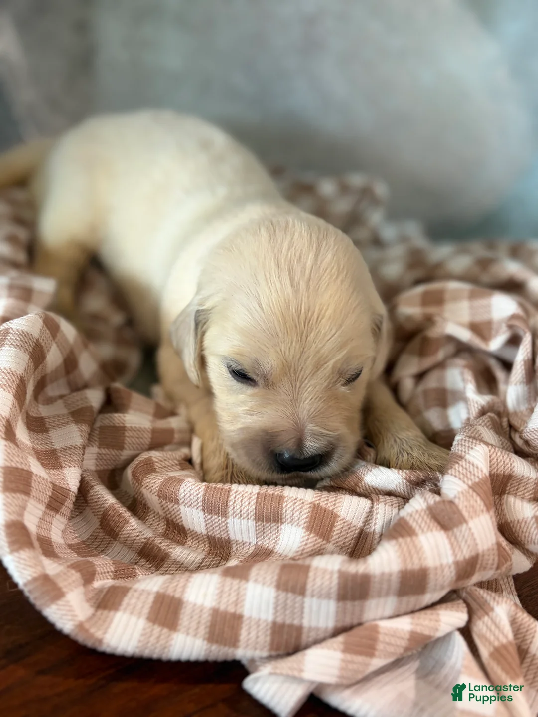 Golden Retriever dogs for sale: Golden Retriever 1 - Ad 1