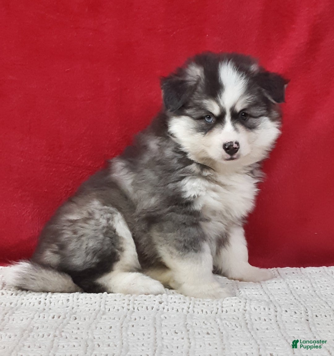 Pomsky dogs for sale: Rocky  - Ad 1
