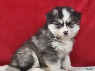 Pomsky dogs Rocky - Ad 4