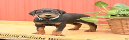 Doberman Pinscher dogs for sale: Wrangler - Ad 1