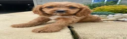 Cockapoo dogs for sale: Cash - Ad 3
