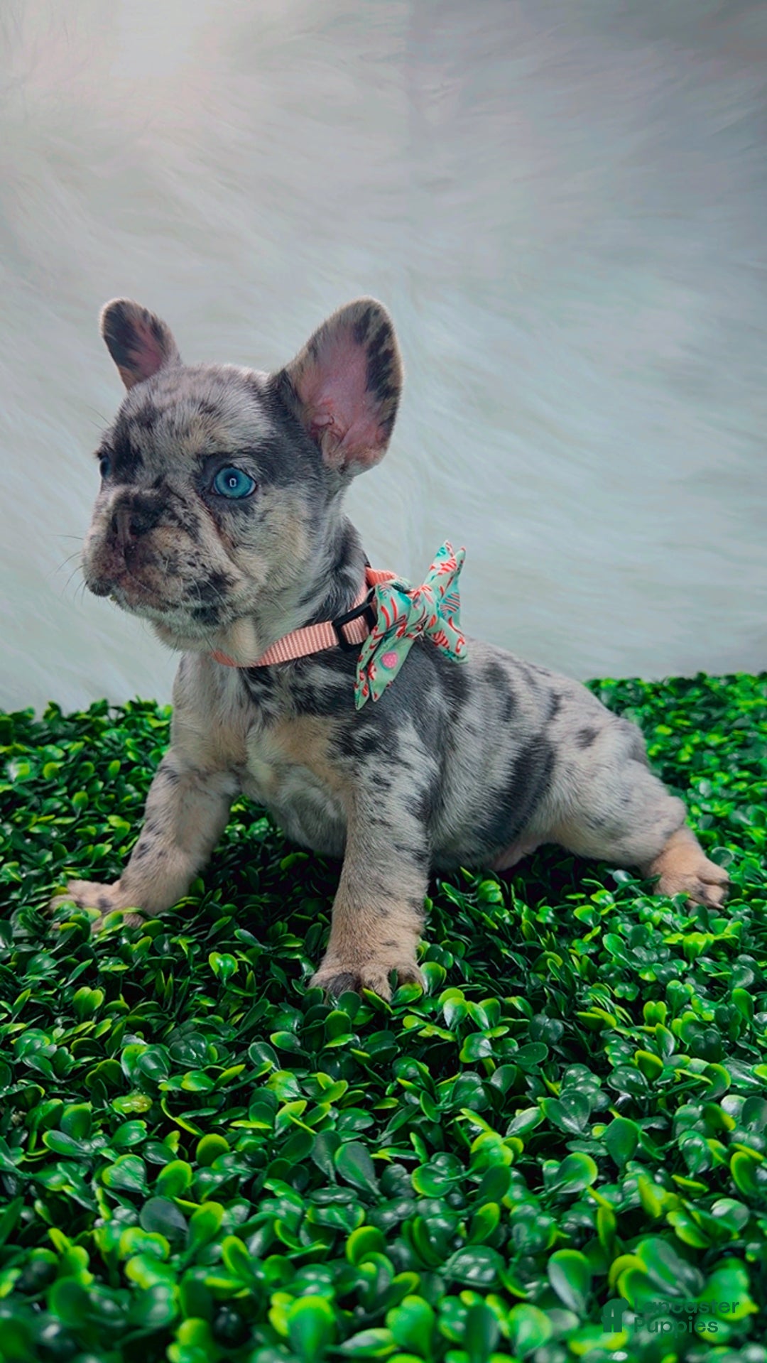 French Bulldog dogs for sale: ROSE - Ad 5