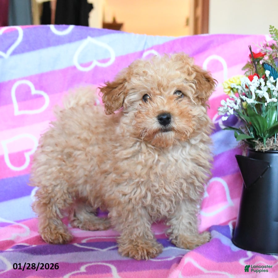 Toy Poodle dogs Teddy - Ad 32