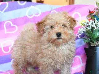 Toy Poodle dogs Teddy - Ad 32
