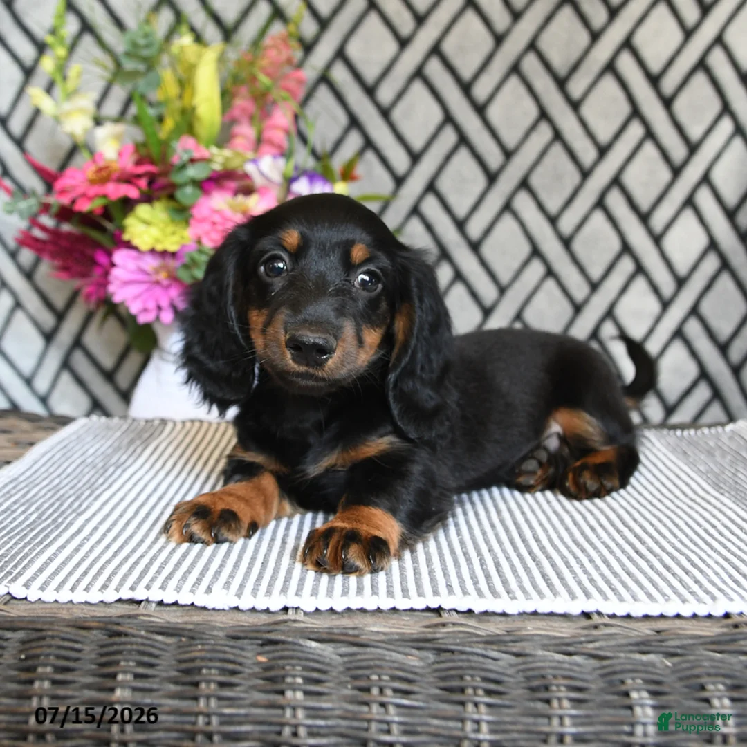Miniature Dachshund dogs for sale: Cocoa - Ad 2