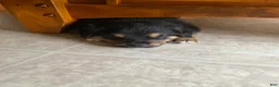 Mixed Breed dogs for sale: Mixed Breed Puppy 6 - Ad 4