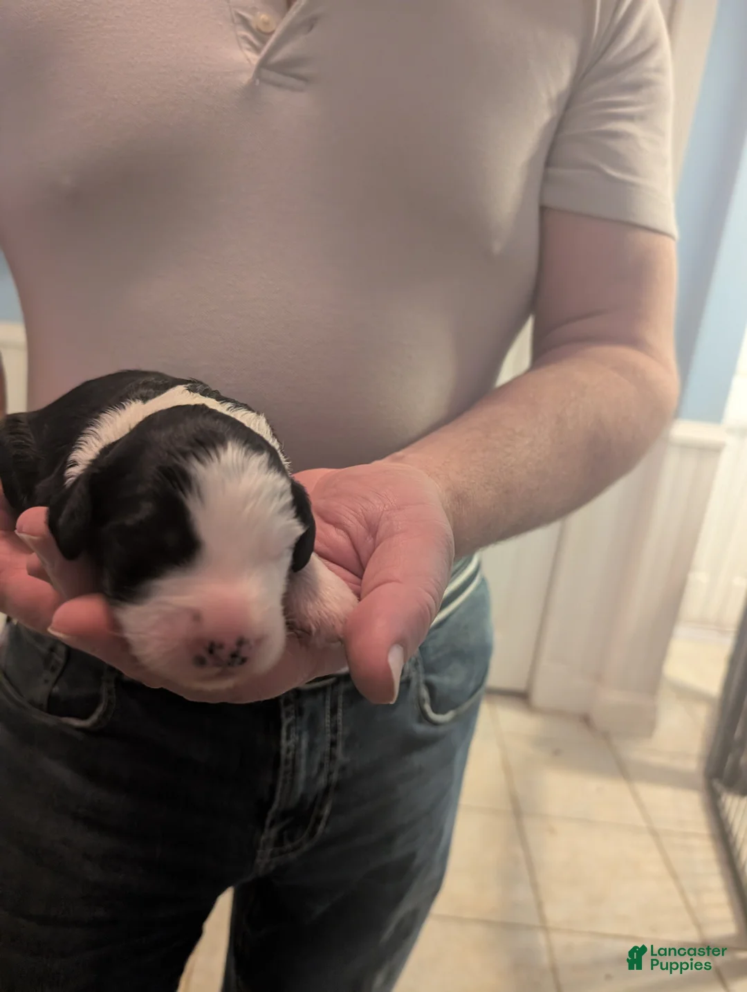 Sheepadoodle dogs for sale: Sheepadoodle Puppy 5 - Ad 1