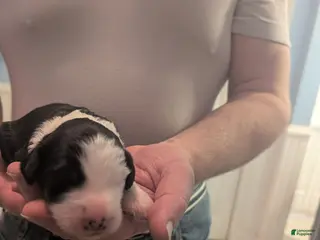 Sheepadoodle dogs Sheepadoodle Puppy 5 - Ad 10