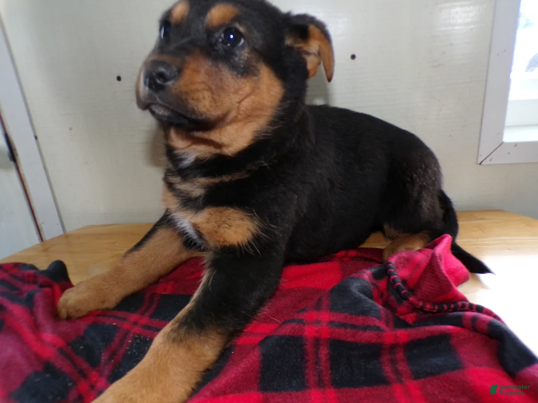 German Shepherd dogs for sale: German Shepherd Puppy 4 Ezra - Ad 1