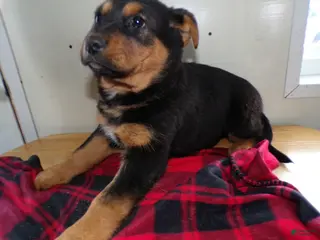 German Shepherd dogs for sale: German Shepherd Puppy 4 Ezra - Ad 3