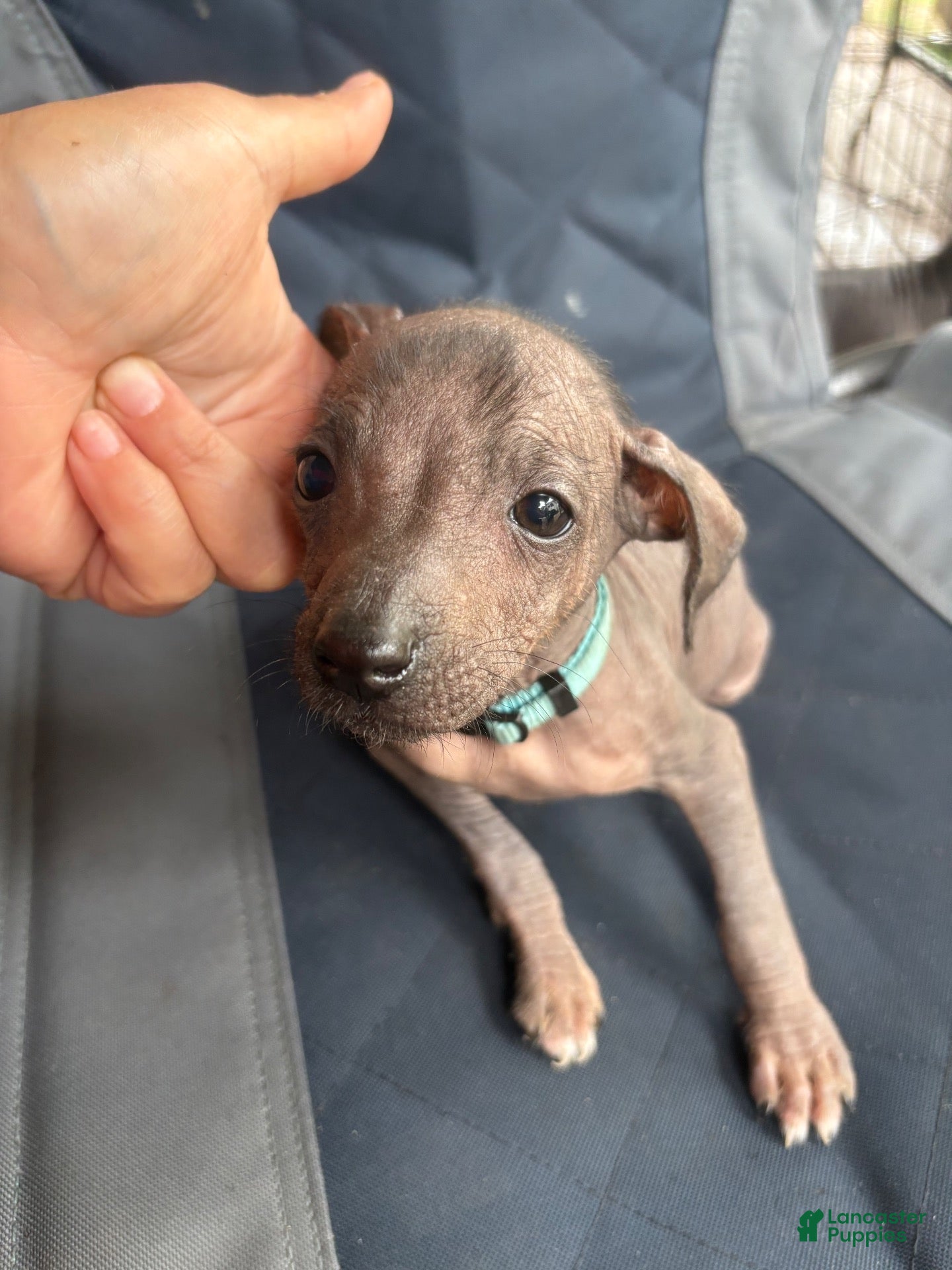 Xoloitzcuintle