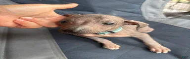 Xoloitzcuintle 5 Frida 