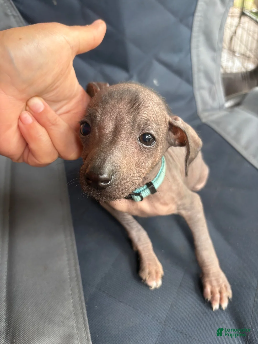 Xoloitzcuintle dogs for sale: Xoloitzcuintle 5 Frida  - Ad 1