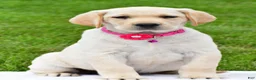Labrador Retriever dogs for sale: Willow - Ad 2