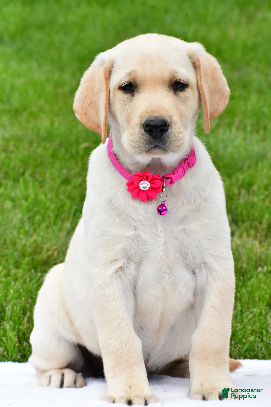 Labrador Retriever dogs for sale: Willow - Ad 2