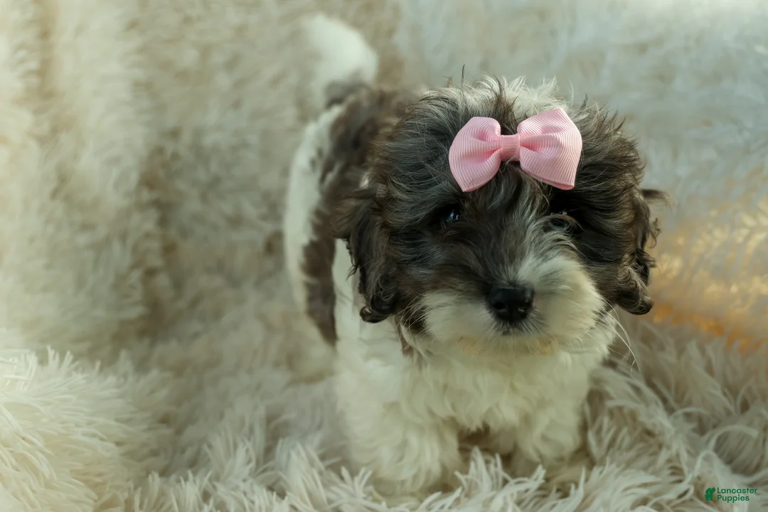 Cavapoo dogs for sale: Rain🌸🐾 - Ad 1