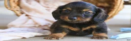 Miniature Dachshund dogs for sale: Eddie Miniature Dachshund  - Ad 7