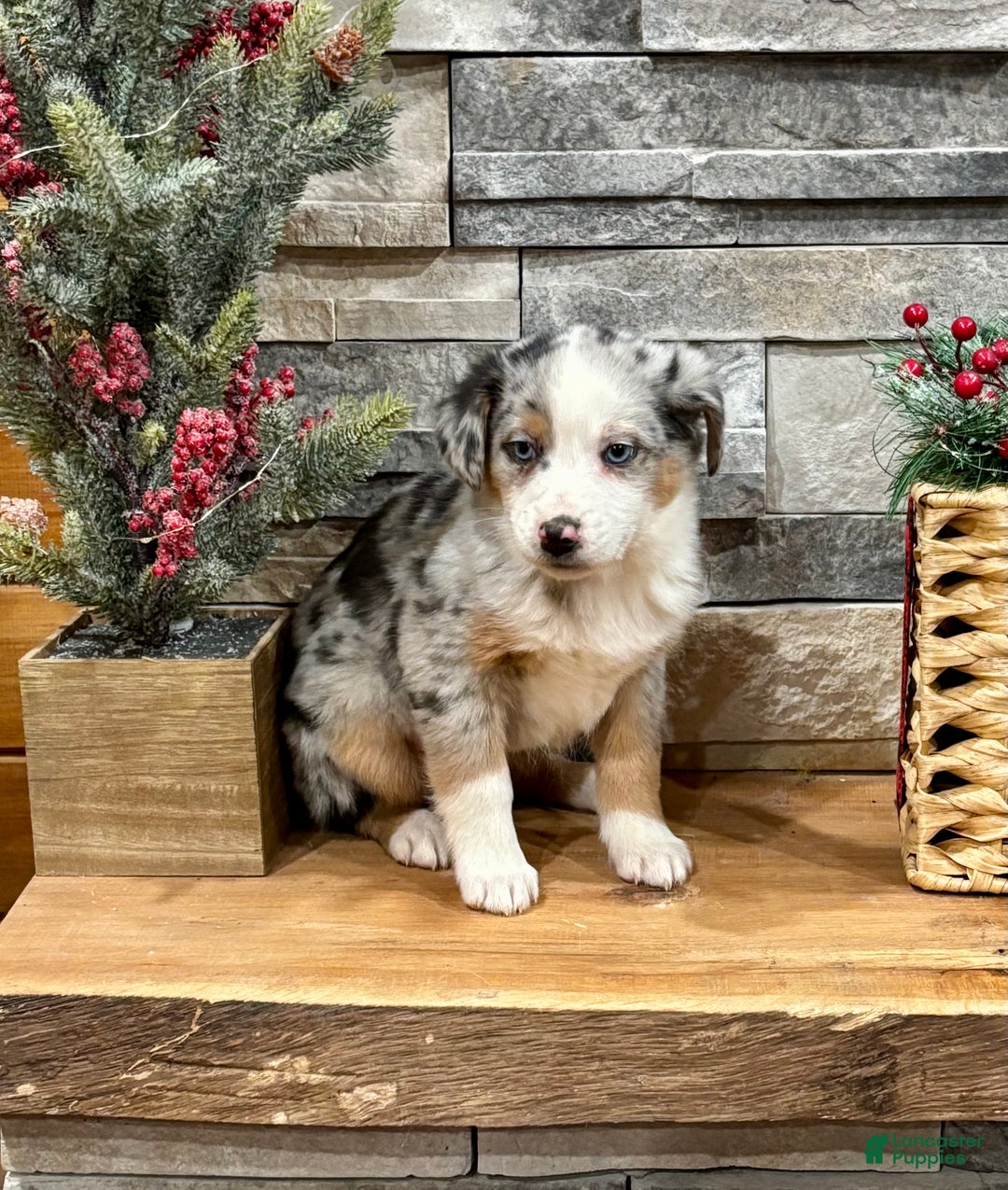 Australian Shepherd dogs for sale: Annie Blue - Ad 1